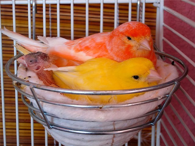 Содержание канареек и уход за ними в Котельниче