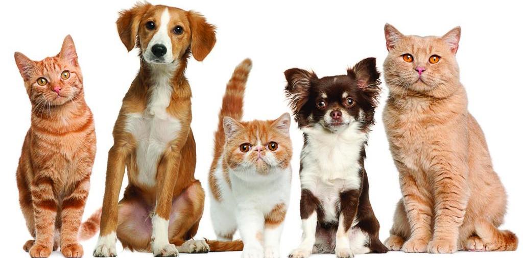 Доска объявлений о животных | ЗооТом - продажа, вязка и услуги для животных в Котельниче