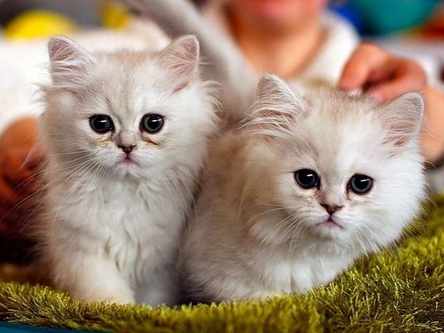 Породы кошек в Котельниче | ЗооТом портал о животных