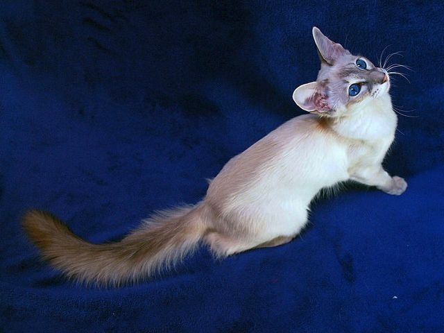 Выведенные породы кошек в Котельниче | ЗооТом портал о животных