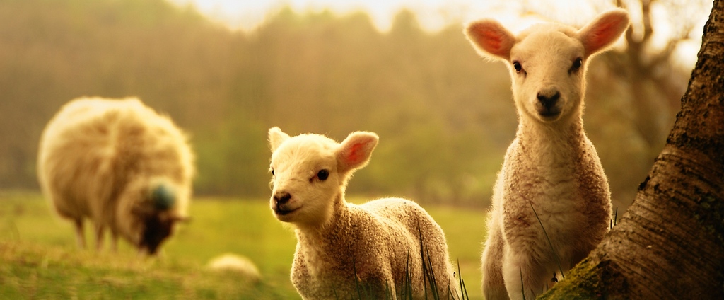 Объявления о сельскохозяйственных животных | ЗооТом - продажа, вязка и услуги для животных в Котельниче