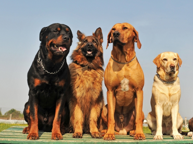 Крупные породы собак в Котельниче | ЗооТом портал о животных